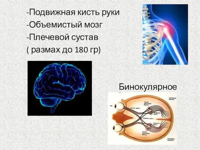 -Подвижная кисть руки -Объемистый мозг -Плечевой сустав ( размах до 180 гр) Бинокулярное зрение