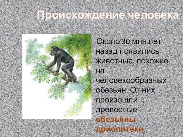 Происхождение человека Около 30 млн лет назад появились животные, похожие на