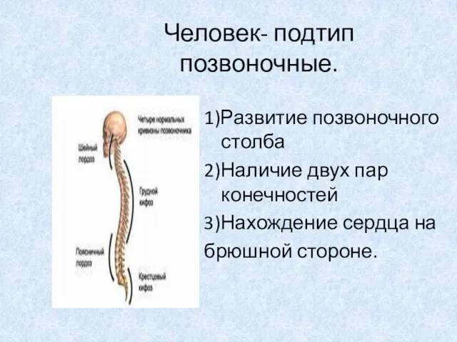 Человек- подтип позвоночные. 1)Развитие позвоночного столба 2)Наличие двух пар конечностей 3)Нахождение сердца на брюшной стороне.