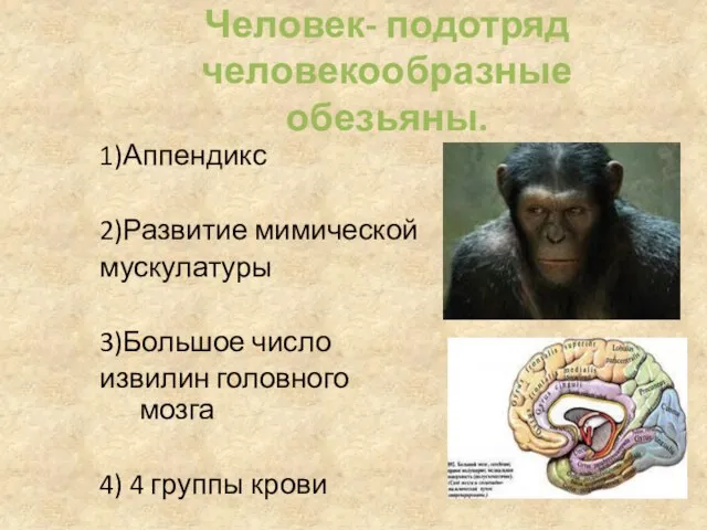 Человек- подотряд человекообразные обезьяны. 1)Аппендикс 2)Развитие мимической мускулатуры 3)Большое число извилин