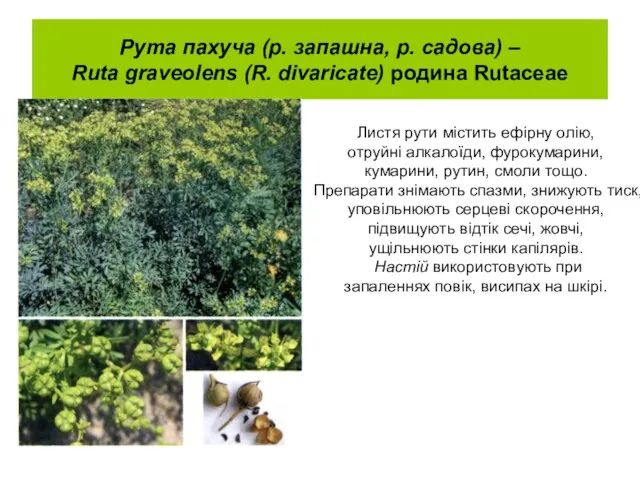 Рута пахуча (р. запашна, р. садова) – Ruta graveolens (R. divaricate)