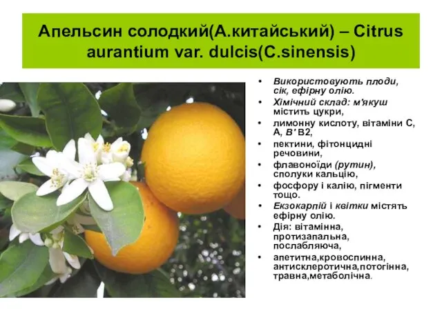 Апельсин солодкий(А.китайський) – Citrus aurantium var. dulcis(C.sinensis) Використовують плоди, сік, ефірну