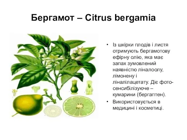 Бергамот – Citrus bergamia Із шкірки плодів і листя отримують бергамотову