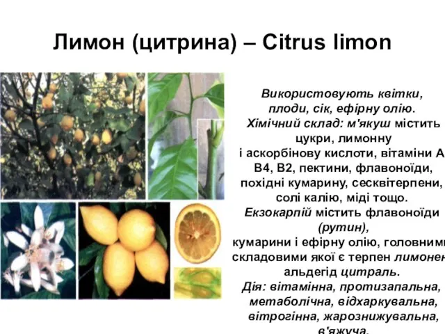 Лимон (цитрина) – Citrus limon Використовують квітки, плоди, сік, ефірну олію.