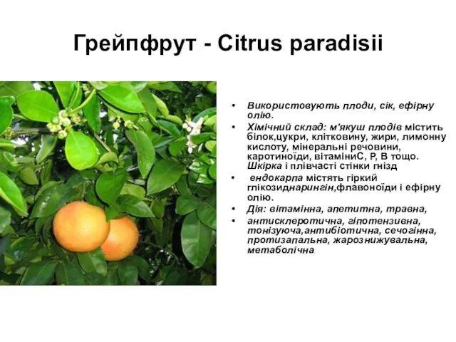 Грейпфрут - Citrus paradisii Використовують плоди, сік, ефірну олію. Хімічний склад: