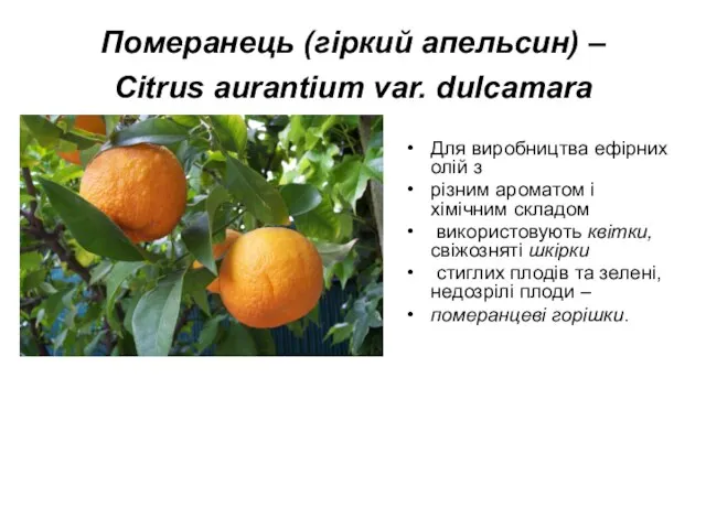 Померанець (гіркий апельсин) – Citrus aurantium var. dulcamara Для виробництва ефірних