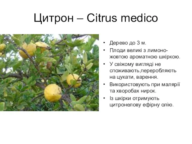 Цитрон – Citrus medico Дерево до 3 м. Плоди великі з