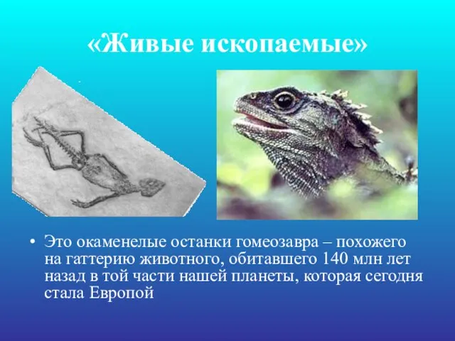 «Живые ископаемые» Это окаменелые останки гомеозавра – похожего на гаттерию животного,