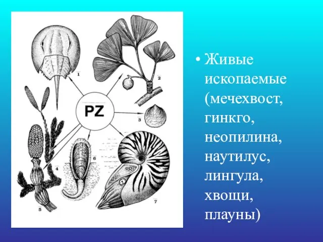 Живые ископаемые (мечехвост, гинкго, неопилина, наутилус, лингула, хвощи, плауны)