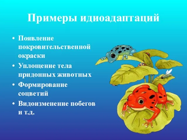 Примеры идиоадаптаций Появление покровительственной окраски Уплощение тела придонных животных Формирование соцветий Видоизменение побегов и т.д.