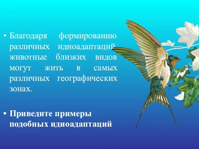 Благодаря формированию различных идиоадаптаций, животные близких видов могут жить в самых