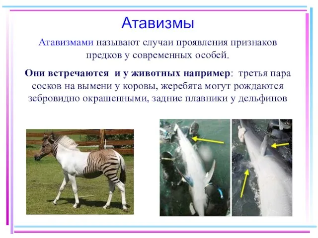 Атавизмами называют случаи проявления признаков предков у современных особей. Они встречаются