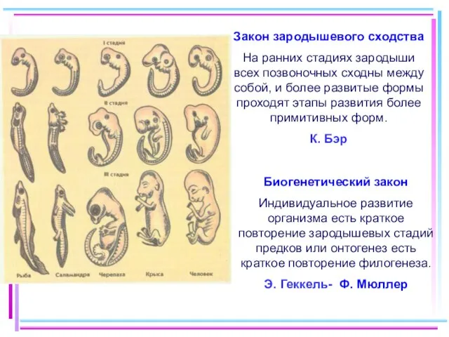 Закон зародышевого сходства На ранних стадиях зародыши всех позвоночных сходны между