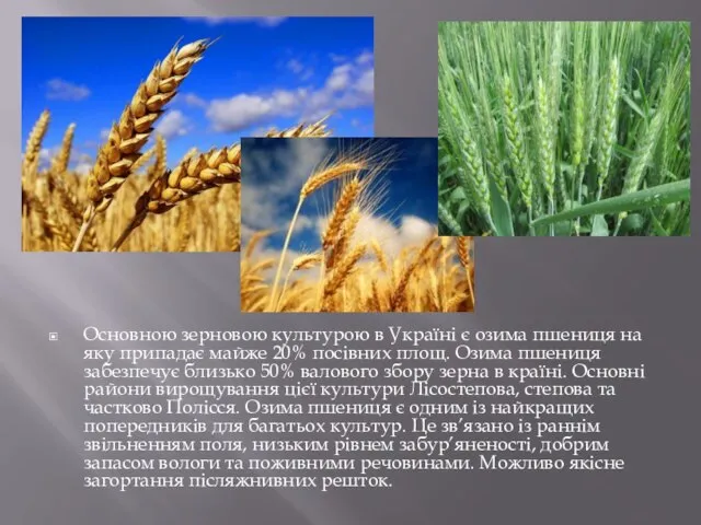 Основною зерновою культурою в Україні є озима пшениця на яку припадає