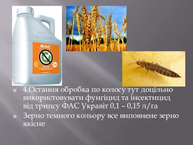 4.Остання обробка по колосу тут доцільно використовувати фунгіцид та інсектицид від