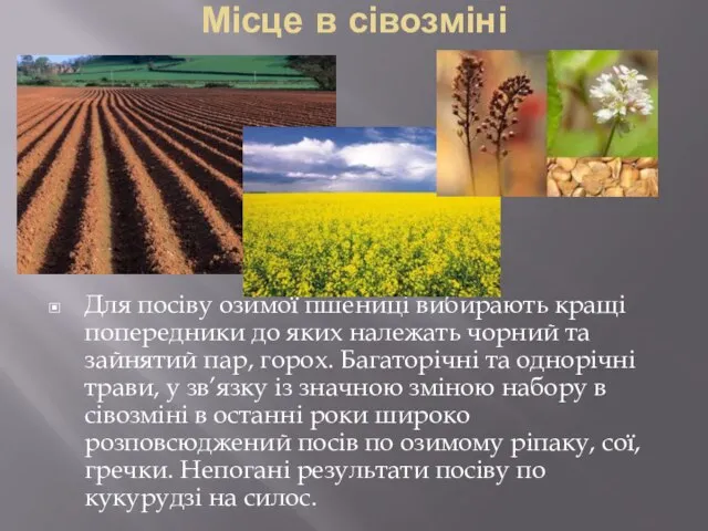 Місце в сівозміні Для посіву озимої пшениці вибирають кращі попередники до