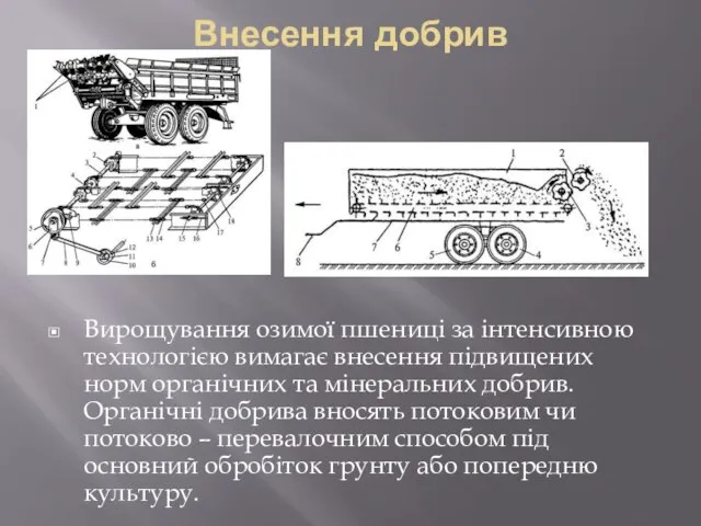 Внесення добрив Вирощування озимої пшениці за інтенсивною технологією вимагає внесення підвищених