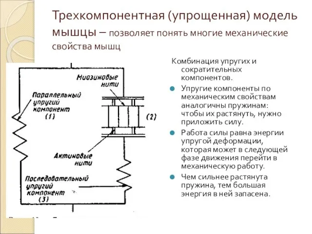 Трехкомпонентная (упрощенная) модель мышцы – позволяет понять многие механические свойства мышц