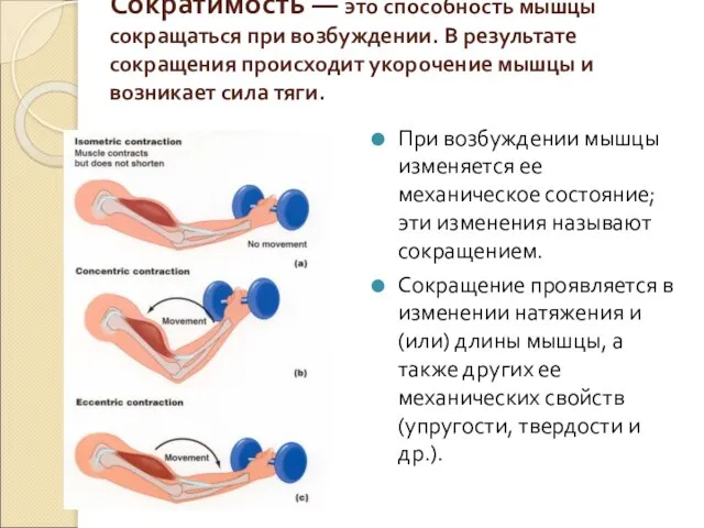 При возбуждении мышцы изменяется ее механическое состояние; эти изменения называют сокращением.