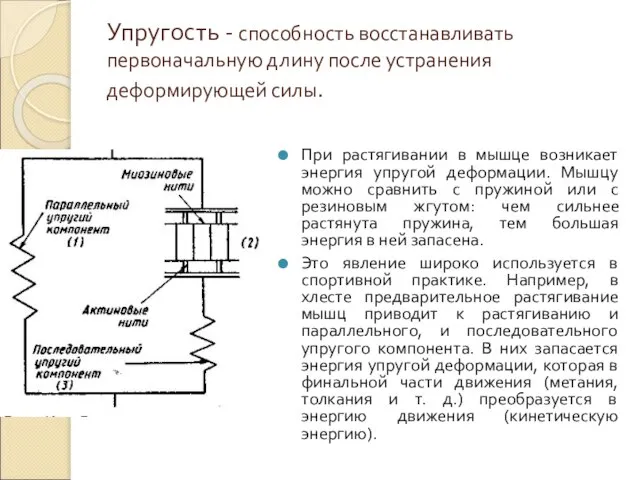 Упругость - способность восстанавливать первоначальную длину после устранения деформирующей силы. При