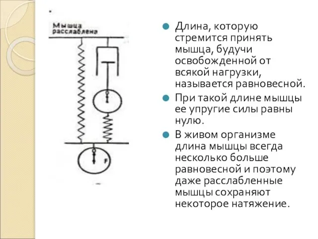 Длина, которую стремится принять мышца, будучи освобожденной от всякой нагрузки, называется