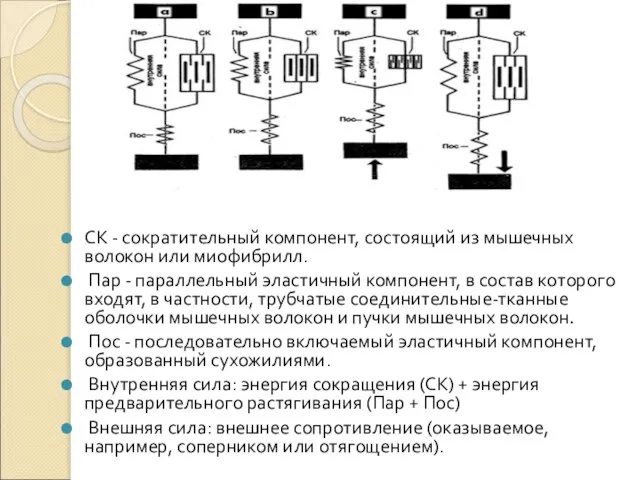 СК - сократительный компонент, состоящий из мышечных волокон или миофибрилл. Пар