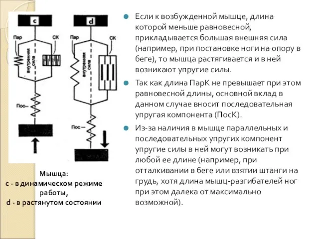 Если к возбужденной мышце, длина которой меньше равновесной, прикладывается большая внешняя