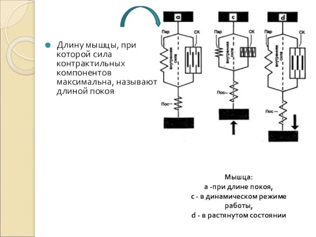 Длину мышцы, при которой сила контрактильных компонентов максимальна, называют длиной покоя