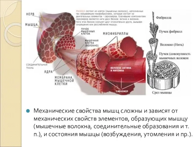 Механические свойства мышц сложны и зависят от механических свойств элементов, образующих