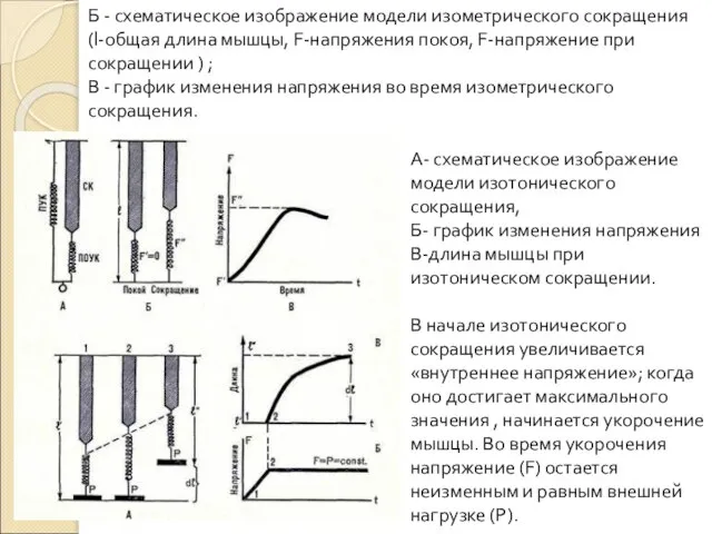 Б - схематическое изображение модели изометрического сокращения (l-общая длина мышцы, F-напряжения