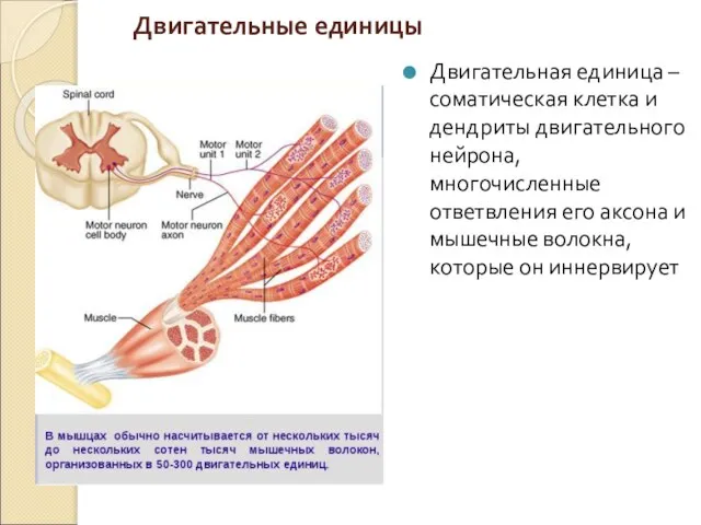 Двигательные единицы Двигательная единица – соматическая клетка и дендриты двигательного нейрона,