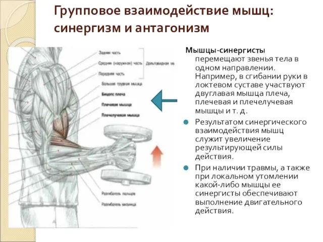 Групповое взаимодействие мышц: синергизм и антагонизм Мышцы-синергисты перемещают звенья тела в