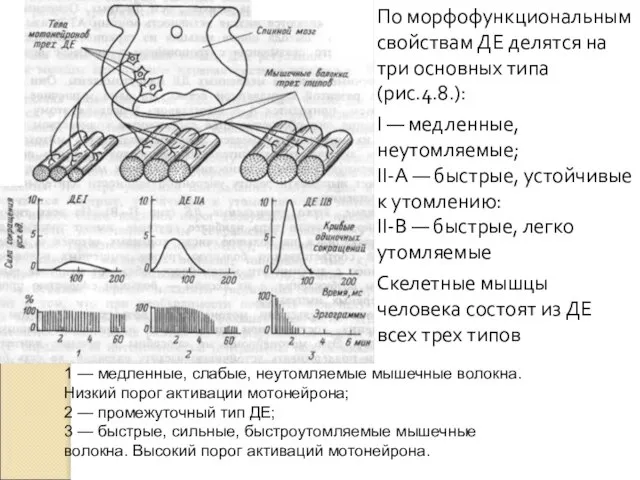 По морфофункциональным свойствам ДЕ делятся на три основ­ных типа (рис.4.8.): I