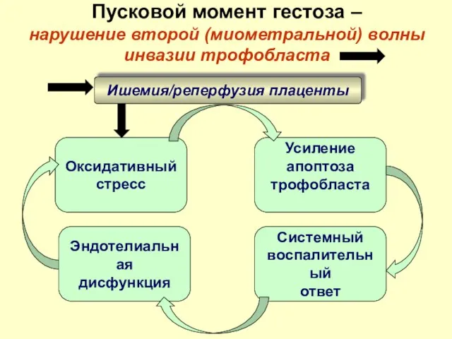 Пусковой момент гестоза – нарушение второй (миометральной) волны инвазии трофобласта Усиление