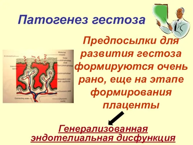 Патогенез гестоза Предпосылки для развития гестоза формируются очень рано, еще на