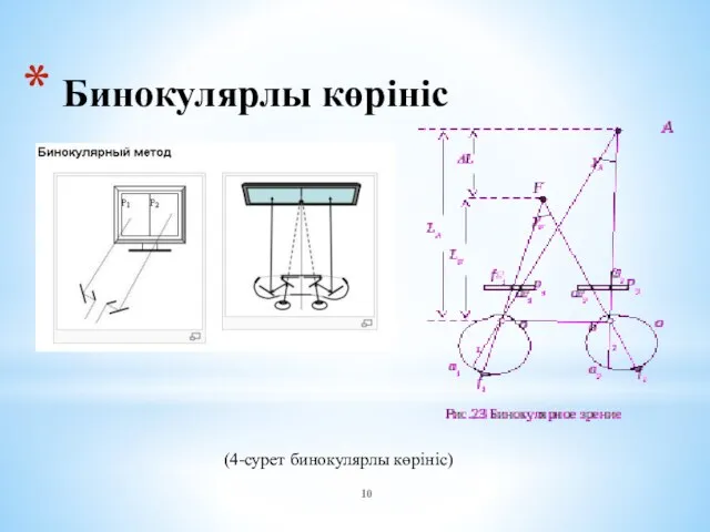 Бинокулярлы көрініс (4-сурет бинокулярлы көрініс)