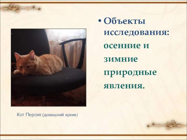 Объекты исследования: осенние и зимние природные явления. Кот Персик (домашний архив)