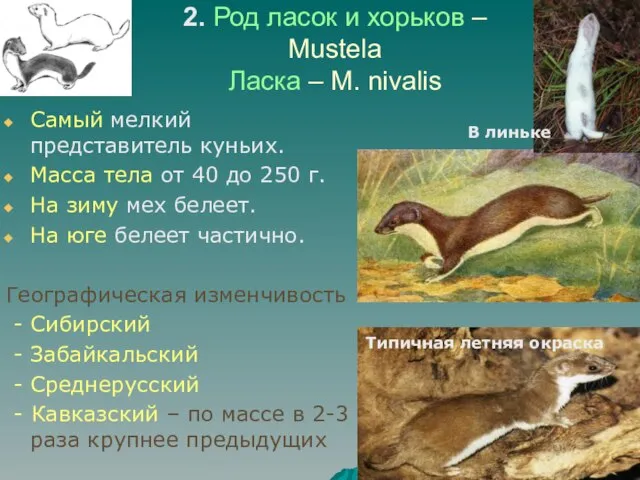 2. Род ласок и хорьков – Mustela Ласка – M. nivalis