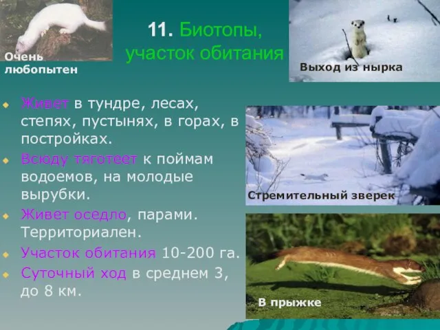 11. Биотопы, участок обитания Живет в тундре, лесах, степях, пустынях, в