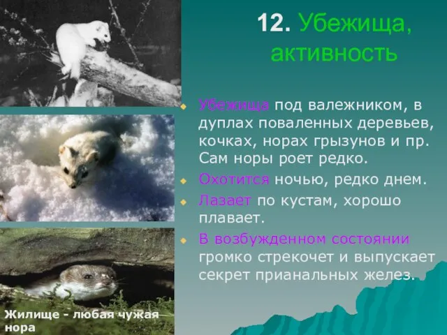 12. Убежища, активность Убежища под валежником, в дуплах поваленных деревьев, кочках,