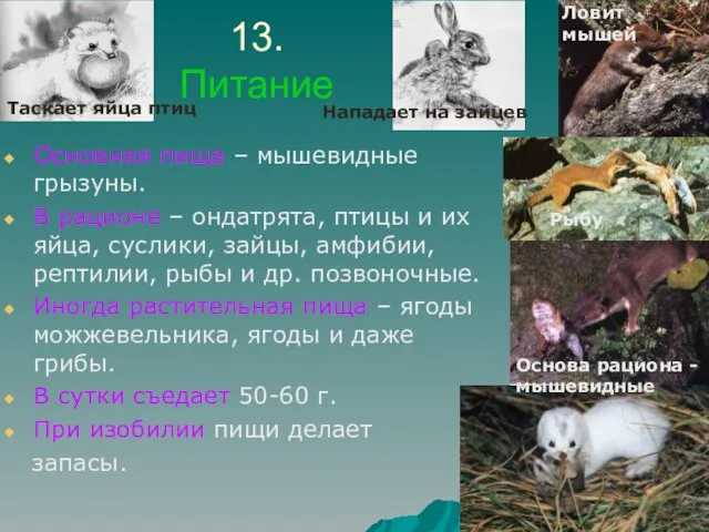 13. Питание Основная пища – мышевидные грызуны. В рационе – ондатрята,