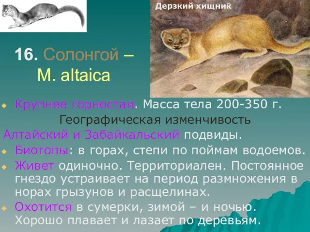 16. Солонгой – M. altaica Крупнее горностая. Масса тела 200-350 г.