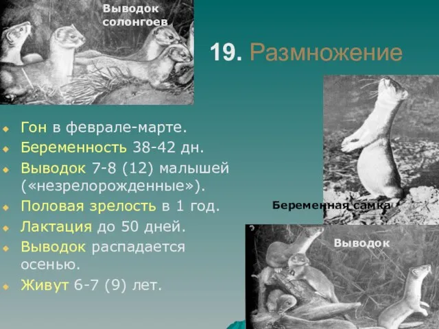 19. Размножение Гон в феврале-марте. Беременность 38-42 дн. Выводок 7-8 (12)