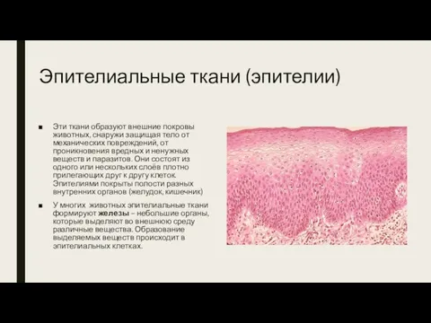 Эпителиальные ткани (эпителии) Эти ткани образуют внешние покровы животных, снаружи защищая