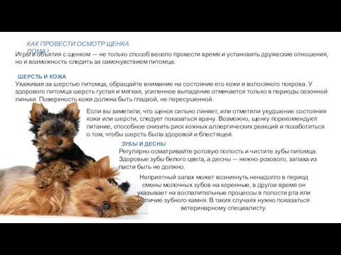 КАК ПРОВЕСТИ ОСМОТР ЩЕНКА ДОМА? Игры и объятия с щенком —