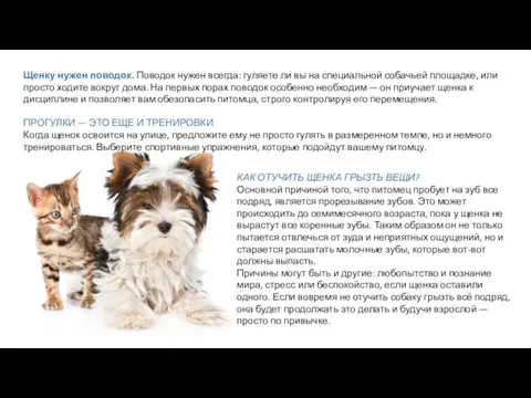 Щенку нужен поводок. Поводок нужен всегда: гуляете ли вы на специальной