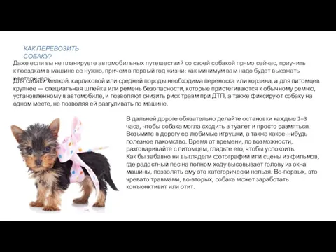 КАК ПЕРЕВОЗИТЬ СОБАКУ? Даже если вы не планируете автомобильных путешествий со