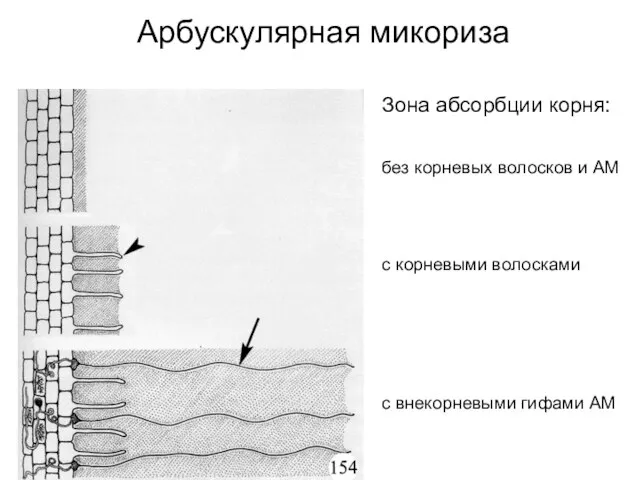 Зона абсорбции корня: без корневых волосков и АМ с корневыми волосками