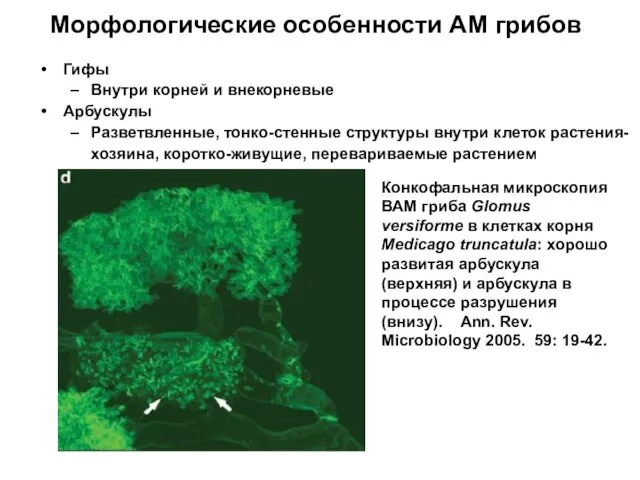 Морфологические особенности АМ грибов Гифы Внутри корней и внекорневые Арбускулы Разветвленные,