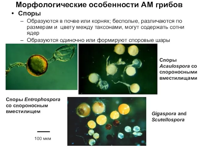 Морфологические особенности АМ грибов Споры Образуются в почве или корнях; бесполые,